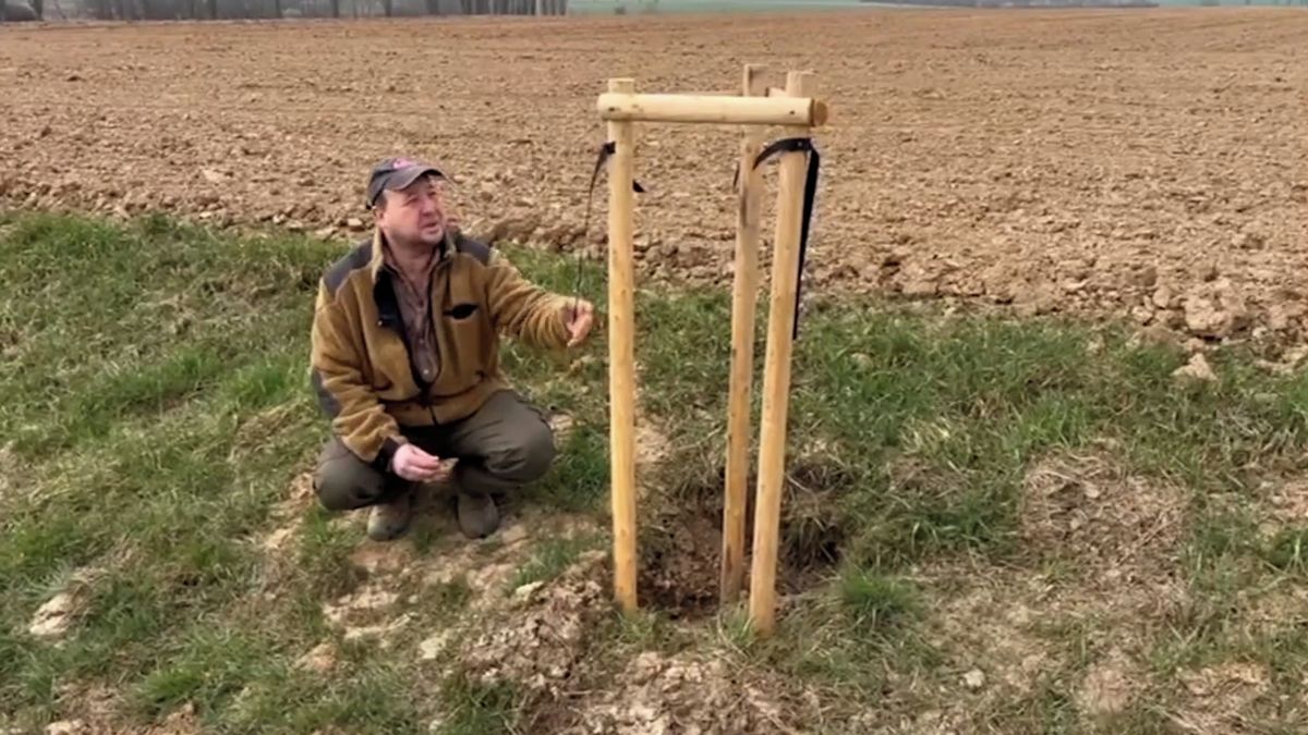 Zloději ukradli na Domažlicku ovocné stromy z aleje a pokáceli topoly